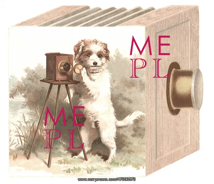 : Dog Photographer : Dog Photographer