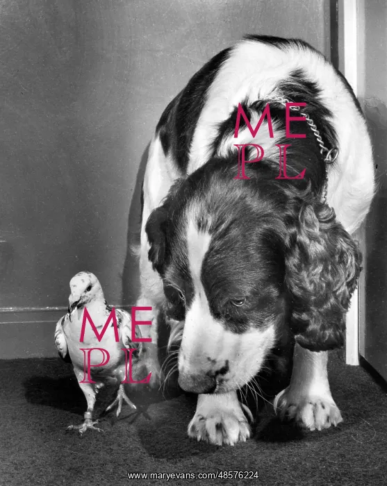  : Dog and pigeon