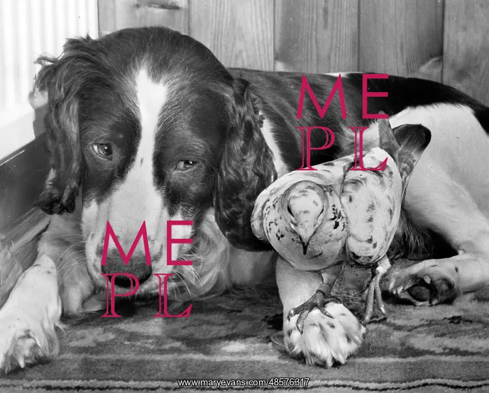  : Dog and pigeon