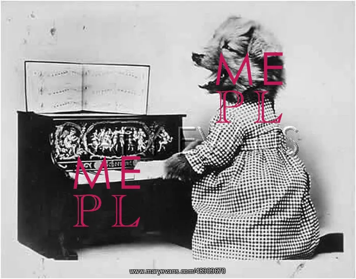  : DOG PLAYING THE PIANO
