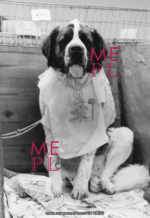 : Dog in preparation, Manchester Dog Show : Dog in preparation, Manchester Dog Show