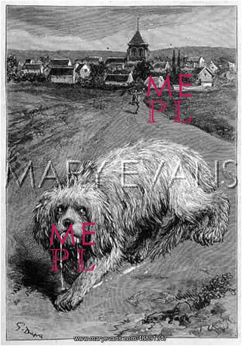 : DOG WITH RABIES : DOG WITH RABIES