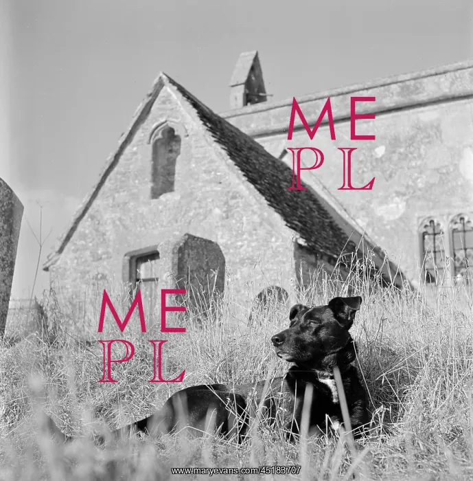 : Dog resting by church : Dog resting by church