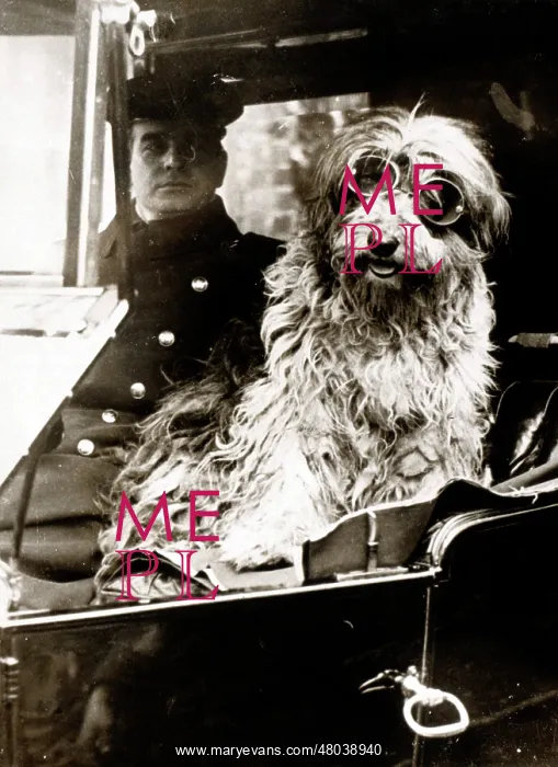  : Dog in riding goggles