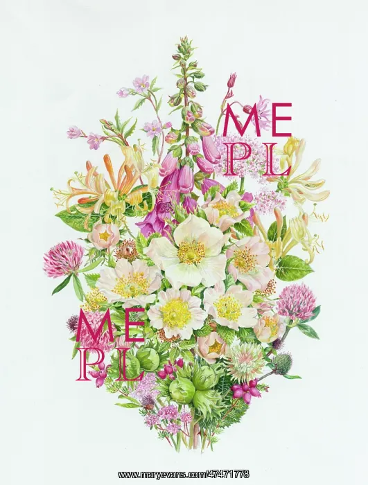 : Dog Rose, Foxglove and Honeysuckle