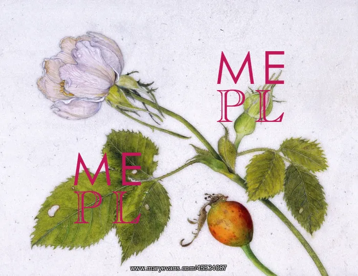  : Dog rose and hip