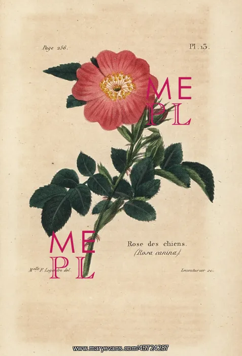 : Dog rose, Rosa canina : Dog rose, Rosa canina