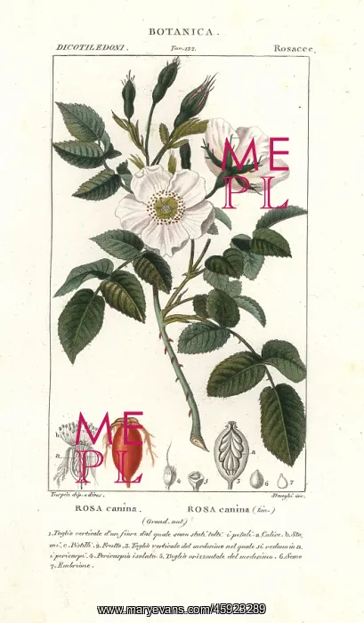 : Dog rose, Rosa canina : Dog rose, Rosa canina