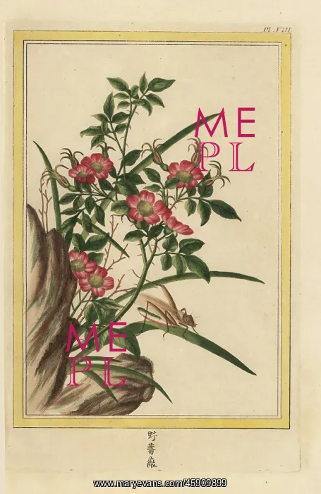 : Dog rose, Rosa species : Dog rose, Rosa species