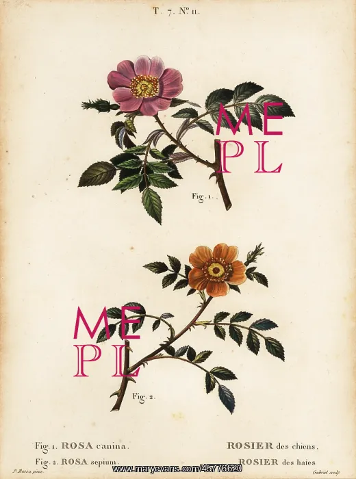 : Dog rose and sweet-briar rose : Dog rose and sweet-briar rose