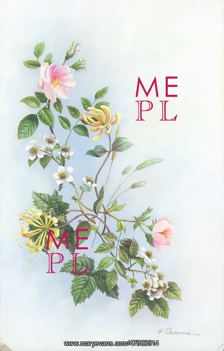  : Dog Roses, Honeysuckle and Bramble