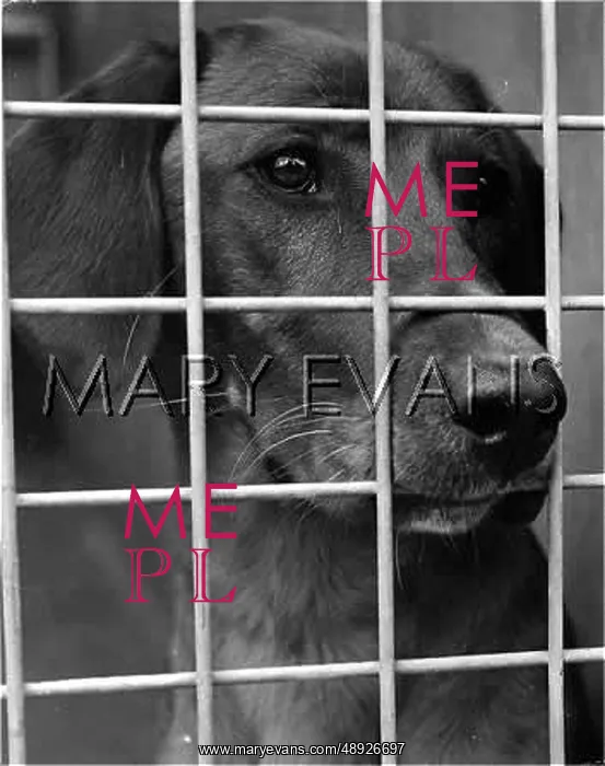 : DOG IN RSPCA KENNELS : DOG IN RSPCA KENNELS