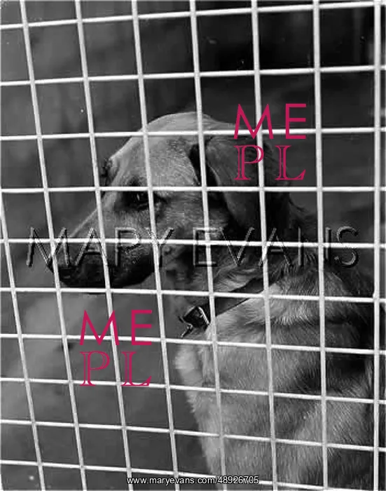 : DOG IN RSPCA KENNELS : DOG IN RSPCA KENNELS