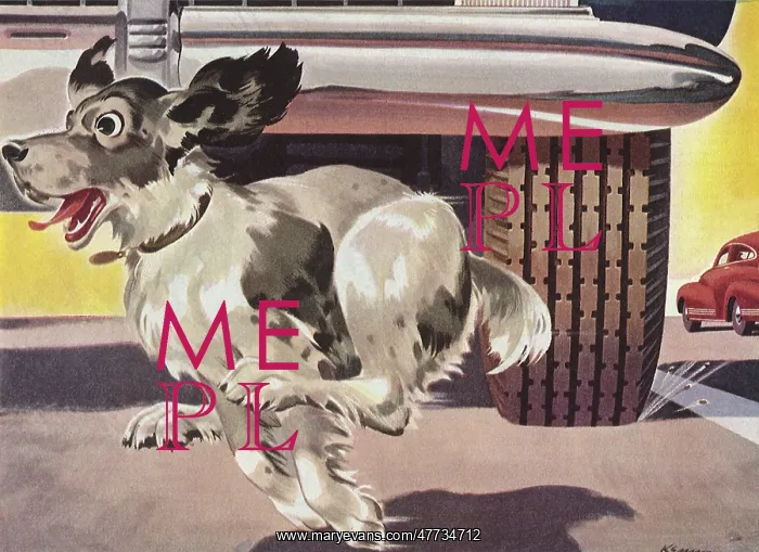  : Dog running in front of Car