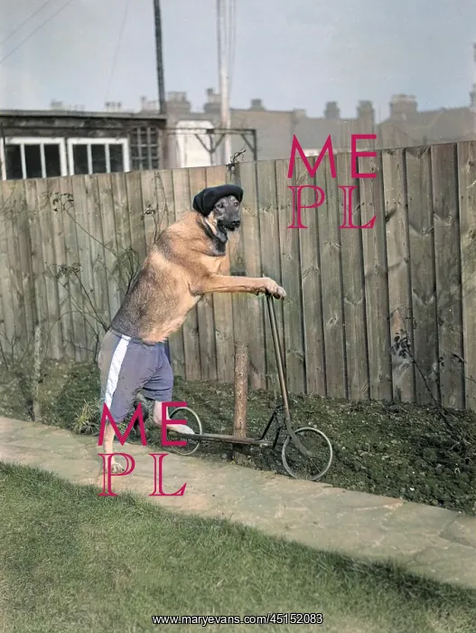 : DOG ON A SCOOTER : DOG ON A SCOOTER