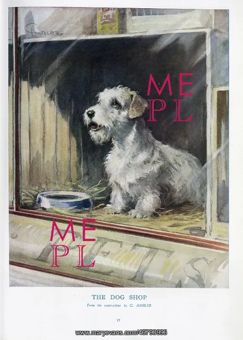 : The Dog Shop : The Dog Shop