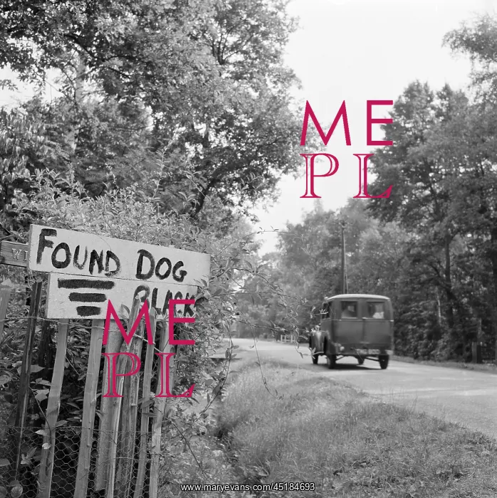 : Found Dog Sign : Found Dog Sign