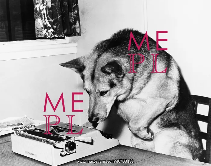  : Dog sitting on a chair looking at the typewriter