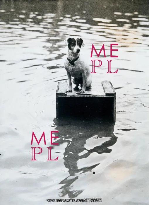 : Dog sitting on a wooden box : Dog sitting on a wooden box