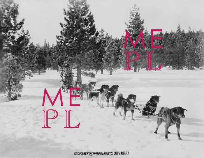: DOG SLED TEAM : DOG SLED TEAM