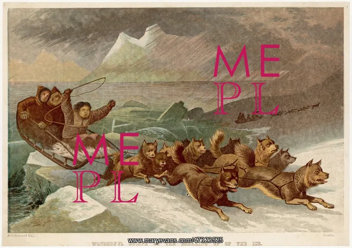 : DOG SLEIGH IN ARCTIC : DOG SLEIGH IN ARCTIC
