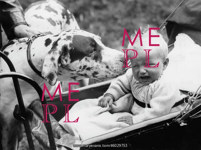 : Dog sniffing at a weeping baby : Dog sniffing at a weeping baby