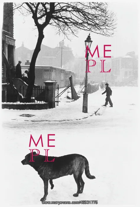 : DOG IN SNOW 1955 : DOG IN SNOW 1955