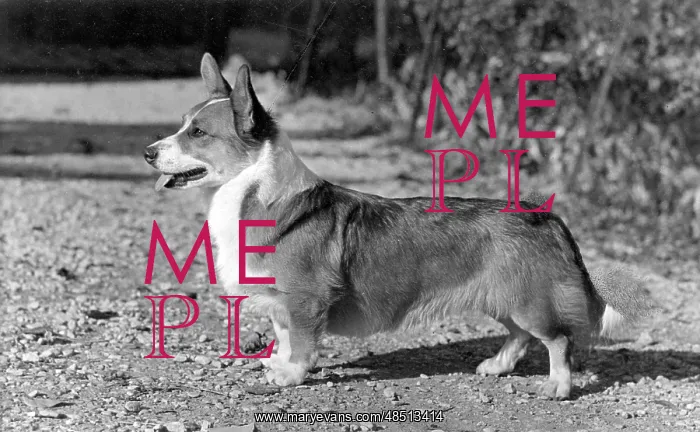 : DOG STANDING : DOG STANDING