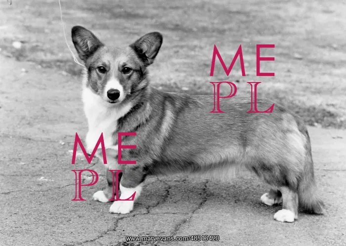  : DOG STANDING