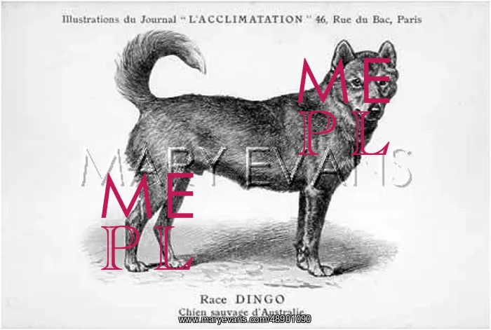  : Dingo. One dog standing