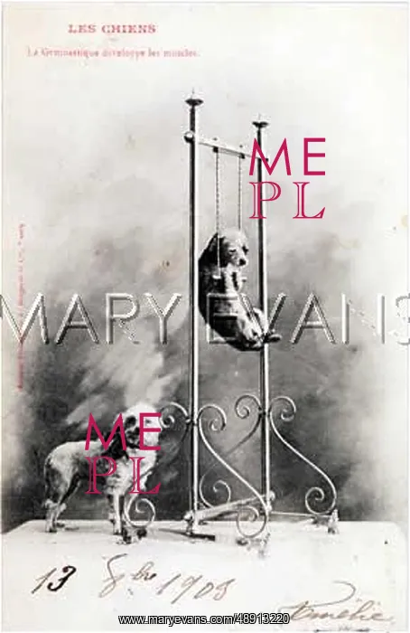  : DOG ON A SWING