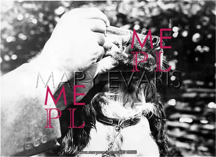 : DOG TAKING MEDICINE : DOG TAKING MEDICINE