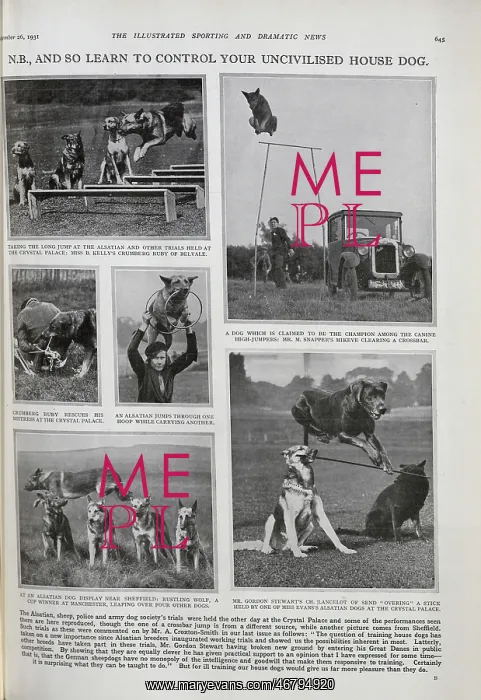 : Dog Trials : Dog Trials