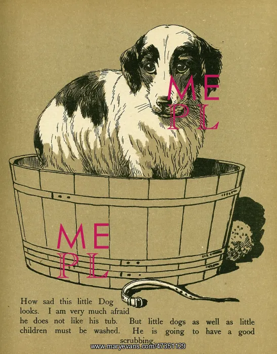 : DOG IN TUB : DOG IN TUB