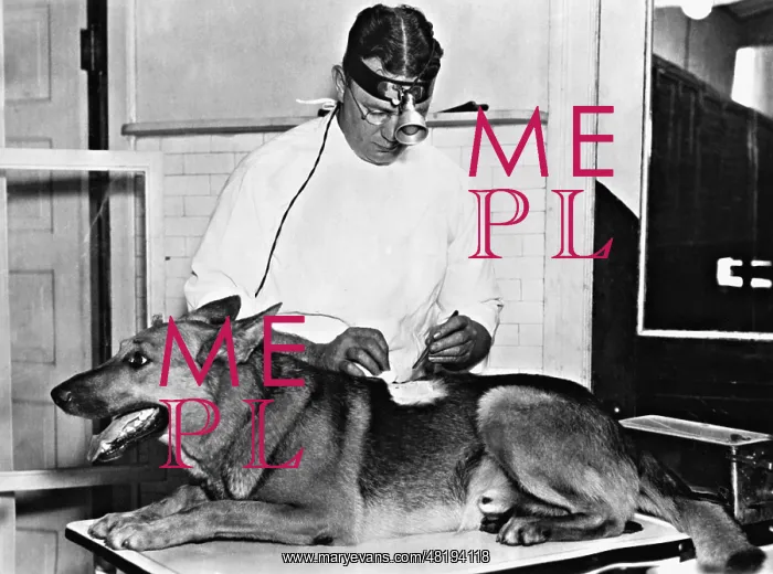: Dog at the vet, 1934 : Dog at the vet, 1934