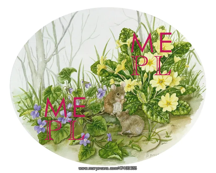 : Dog Violets, Primroses and Woodmice : Dog Violets, Primroses and Woodmice