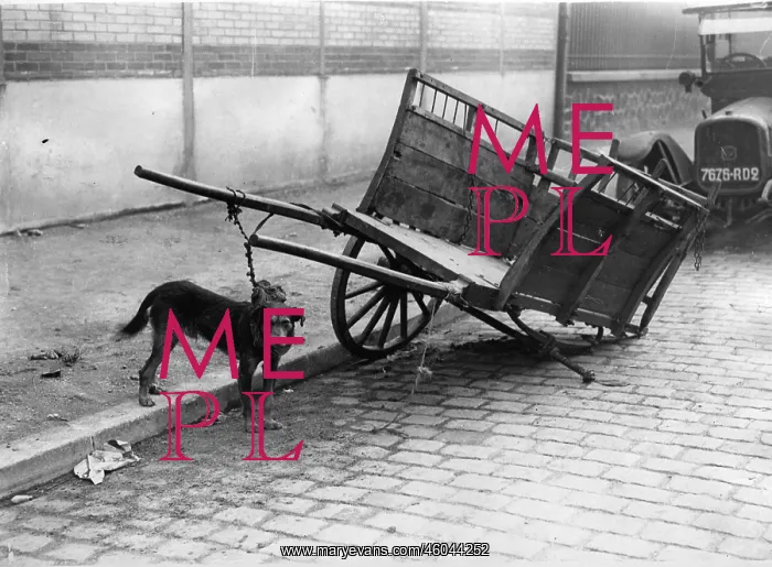  : Dog watching over pushcart
