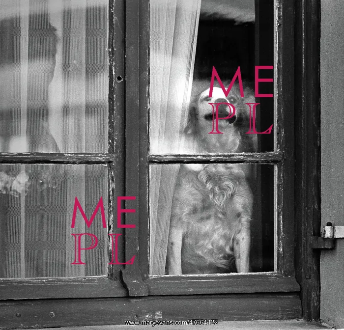 : Dog in window, Normandy, France : Dog in window, Normandy, France