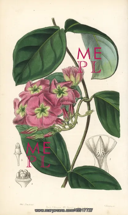: Dogbane, Temnadenia violacea : Dogbane, Temnadenia violacea