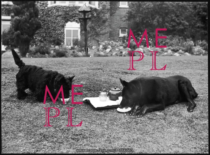 : DOGGIE AFTERNOON TEA : DOGGIE AFTERNOON TEA