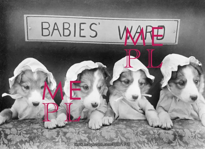  : DOGGY BABIES