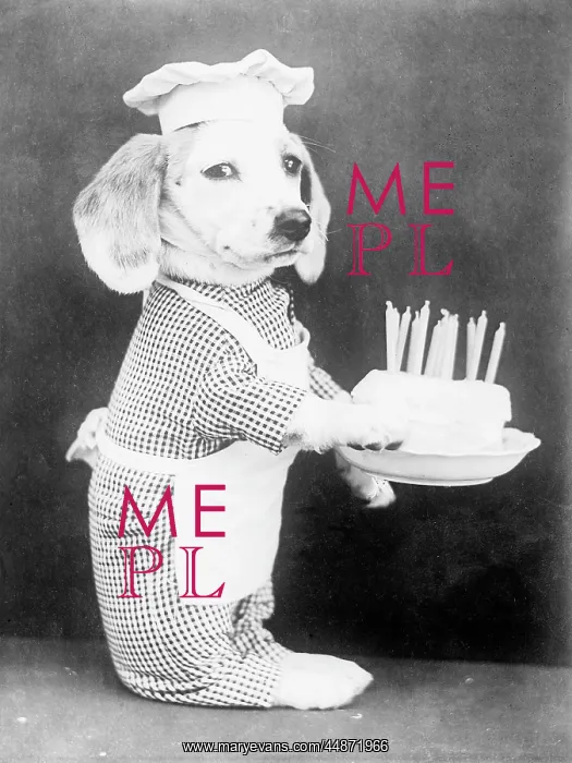 : DOGGY BIRTHDAY CAKE : DOGGY BIRTHDAY CAKE