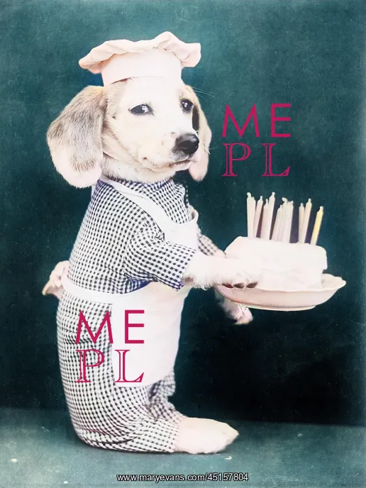 : DOGGY BIRTHDAY CAKE : DOGGY BIRTHDAY CAKE