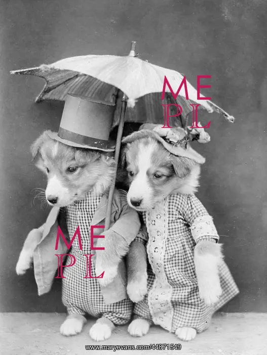 : DOGGY PROMENADERS : DOGGY PROMENADERS