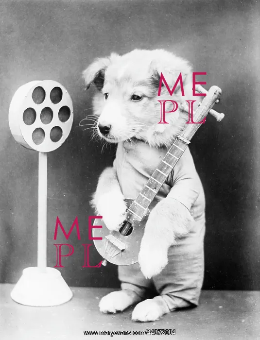 : DOGGY ROCK STAR : DOGGY ROCK STAR