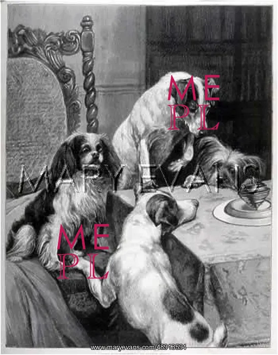 : DOGS AND TOP : DOGS AND TOP