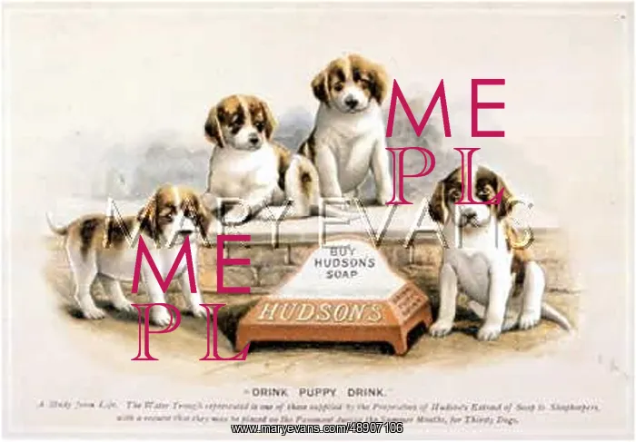 : DOGS ADVERTISE SOAP : DOGS ADVERTISE SOAP