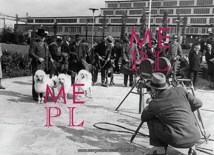 : Dogs anniversary exhibition of the : Dogs anniversary exhibition of the