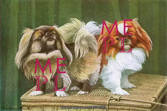 : Two dogs on a basket : Two dogs on a basket