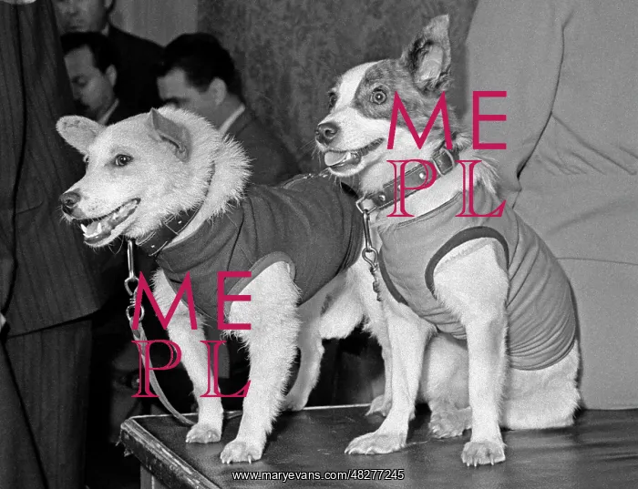 : Dogs Belka and Strelka on their return to Earth : Dogs Belka and Strelka on their return to Earth
